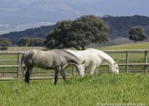 MINERVA Y IRIS COMIENDO (Copiar)